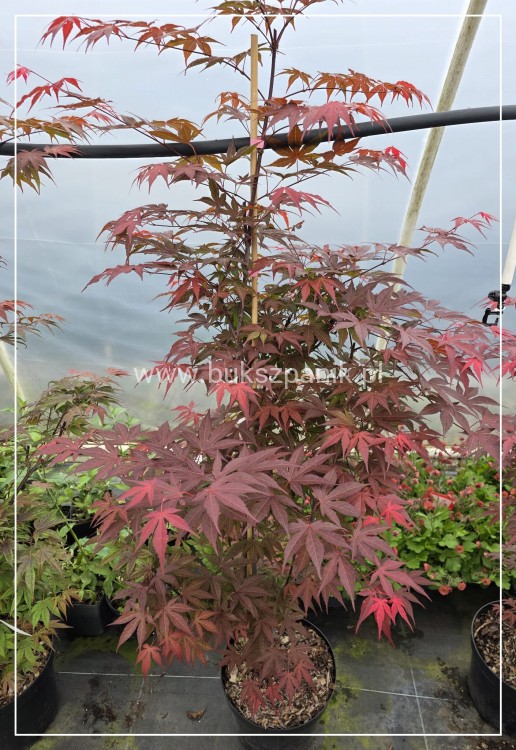 Klon palmowy Atropurpureum - Acer palmatum