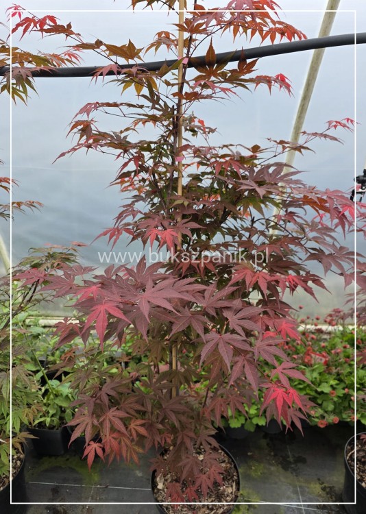 Klon palmowy Atropurpureum - Acer palmatum