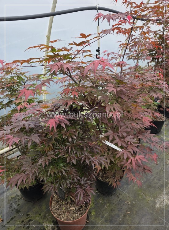 Klon palmowy Atropurpureum - Acer palmatum