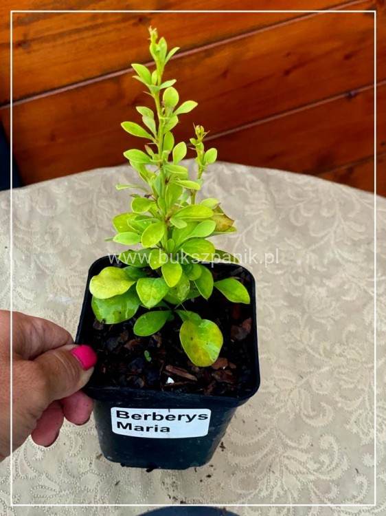 Berberys Maria P9 -wyprostowany żółty krzew do1m wys