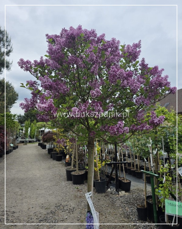Lilak Meyera Palibin - Syringa meyeri na pniu PA100-120