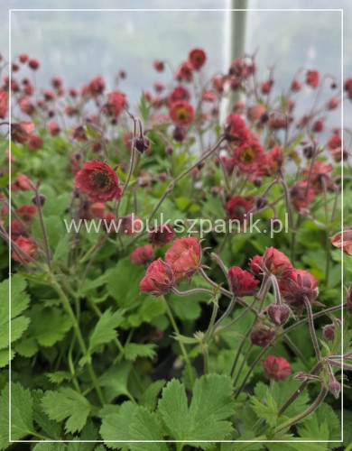 Kuklik Pink Petticoats- geum