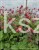 Kuklik Pink Petticoats- geum