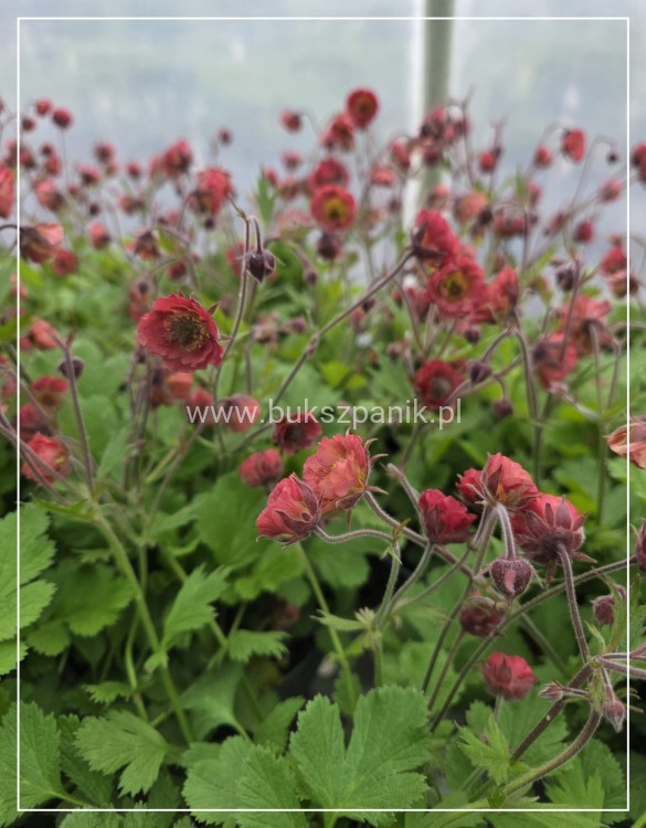 Kuklik Pink Petticoats- geum