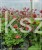Kuklik Pink Petticoats- geum