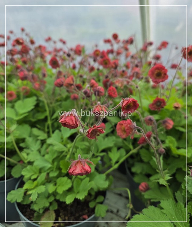 Kuklik Pink Petticoats- geum