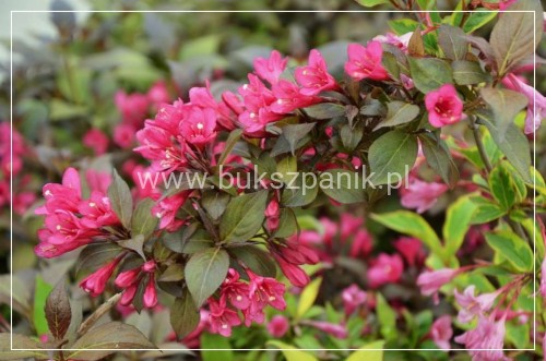 Krzewuszka cudowna MINOR BLACK- Weigela florida MINOR BLACK 5l
