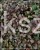 Krzewuszka cudowna MINOR BLACK- Weigela florida MINOR BLACK 5l