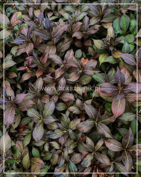 Krzewuszka cudowna MINOR BLACK- Weigela florida MINOR BLACK 5l