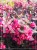 Krzewuszka cudowna MINOR BLACK- Weigela florida MINOR BLACK 5l