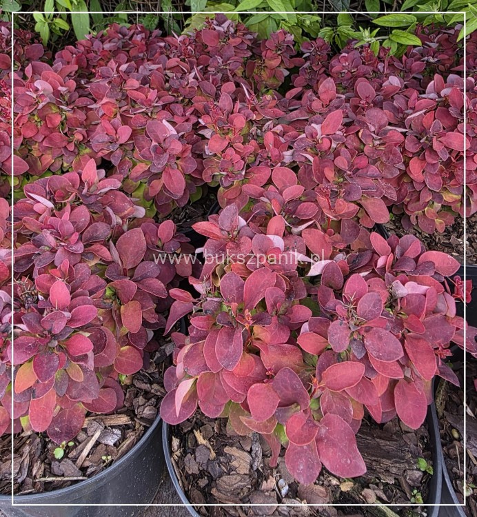 Berberys Thunberga DEEP PURPLE