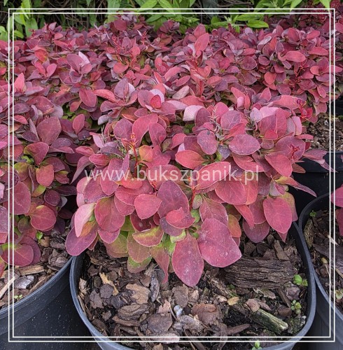 Berberys Thunberga DEEP PURPLE