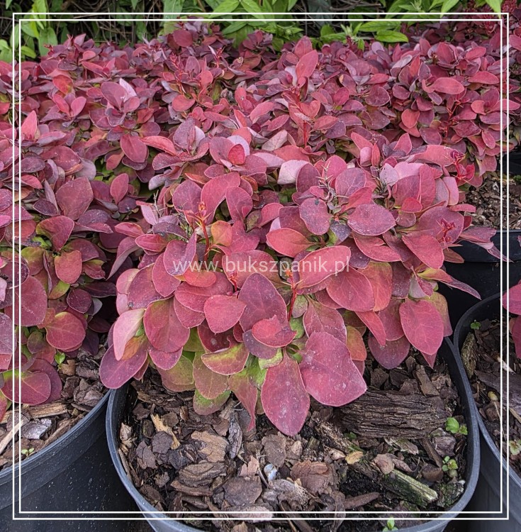 Berberys Thunberga DEEP PURPLE
