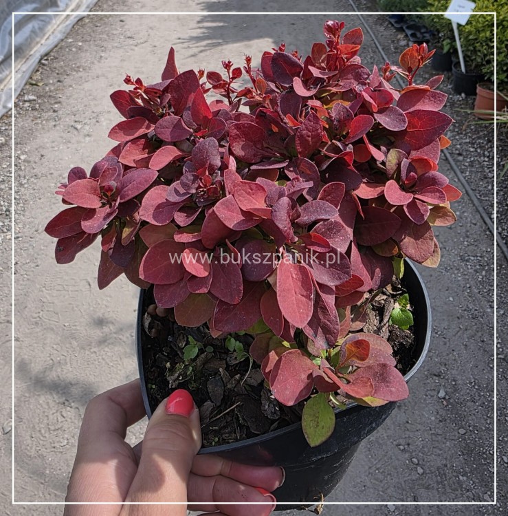 Berberys Thunberga DEEP PURPLE