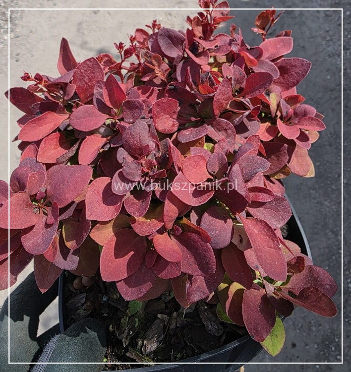 Berberys Thunberga DEEP PURPLE
