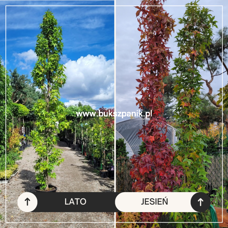 AMBROWIEC AMERYKAŃSKI Slender Silhouette'- Liquidambar styraciflua