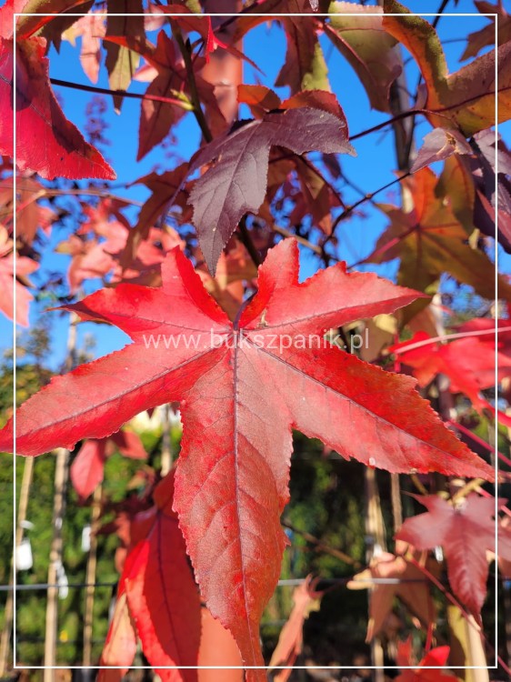 AMBROWIEC AMERYKAŃSKI Slender Silhouette'- Liquidambar styraciflua