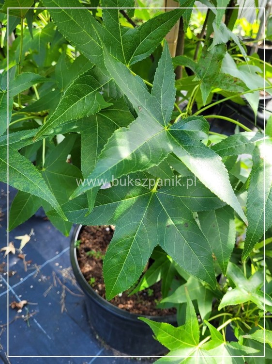 AMBROWIEC AMERYKAŃSKI Slender Silhouette'- Liquidambar styraciflua