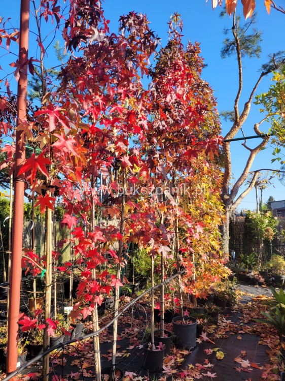 AMBROWIEC AMERYKAŃSKI Slender Silhouette'- Liquidambar styraciflua
