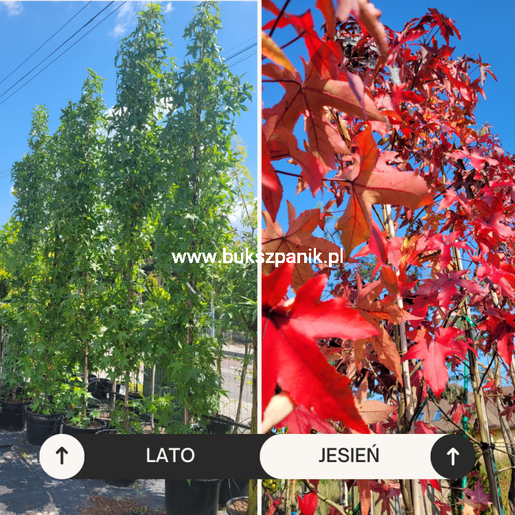 AMBROWIEC AMERYKAŃSKI Slender Silhouette'- Liquidambar styraciflua