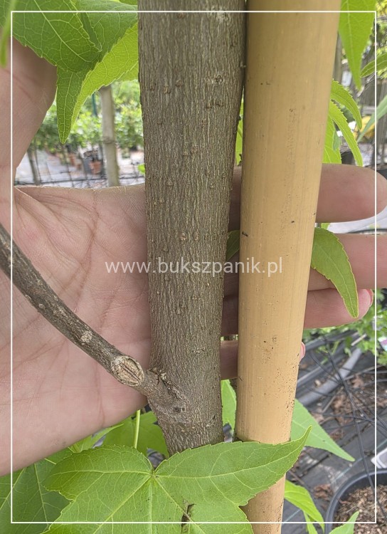 AMBROWIEC AMERYKAŃSKI Slender Silhouette'- Liquidambar styraciflua