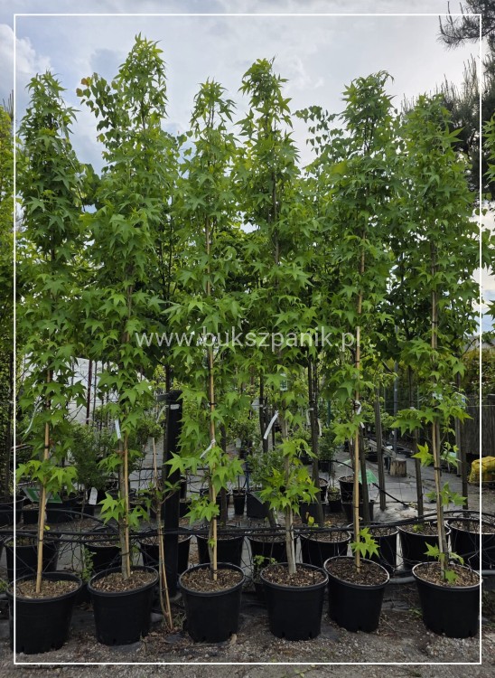 AMBROWIEC AMERYKAŃSKI Slender Silhouette'- Liquidambar styraciflua