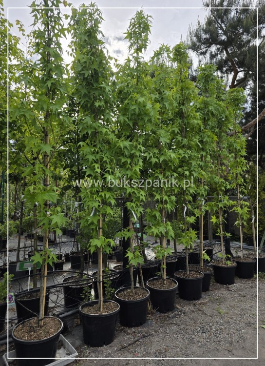 AMBROWIEC AMERYKAŃSKI Slender Silhouette'- Liquidambar styraciflua