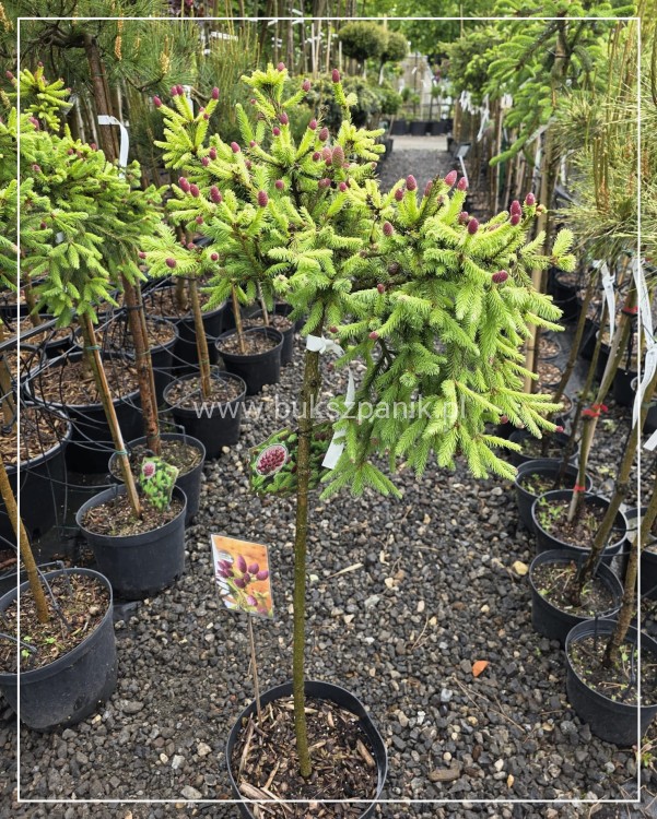 Świerk pospolity PUSCH - Picea abies PA80-95cm, C5l, C75l