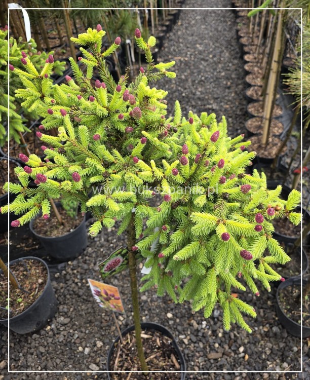 Świerk pospolity PUSCH - Picea abies PA80-95cm, C5l, C75l