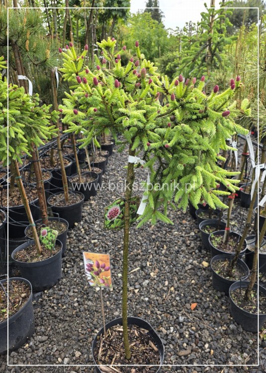 Świerk pospolity PUSCH - Picea abies PA80-95cm, C5l, C75l
