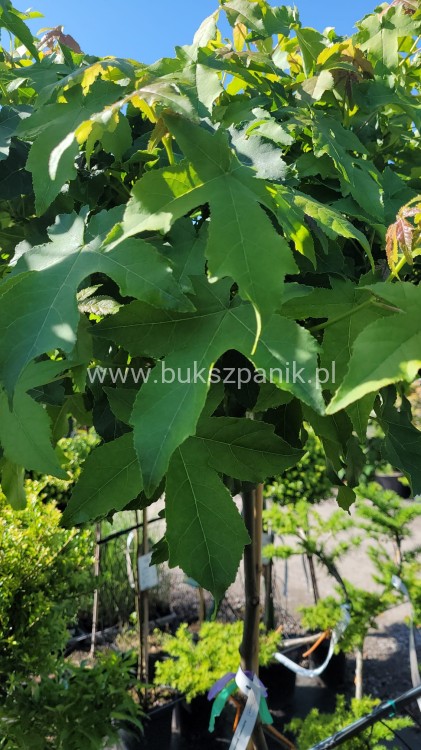 Ambrowiec amerykański Gum Ball- Liquidambar styraciflua