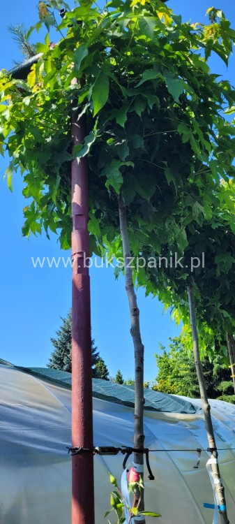 Ambrowiec amerykański Gum Ball- Liquidambar styraciflua