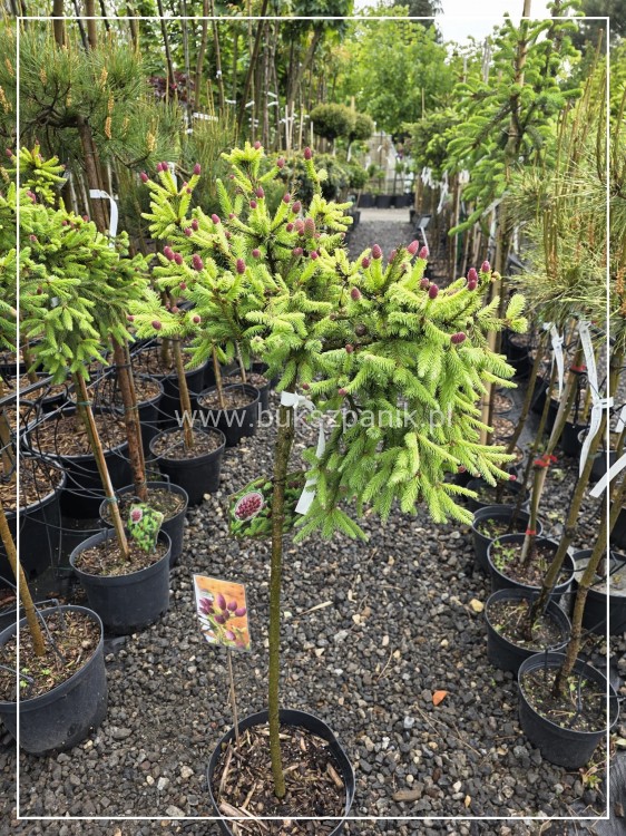 Świerk pospolity PUSCH - Picea abies PA80-95cm, C5l, C75l