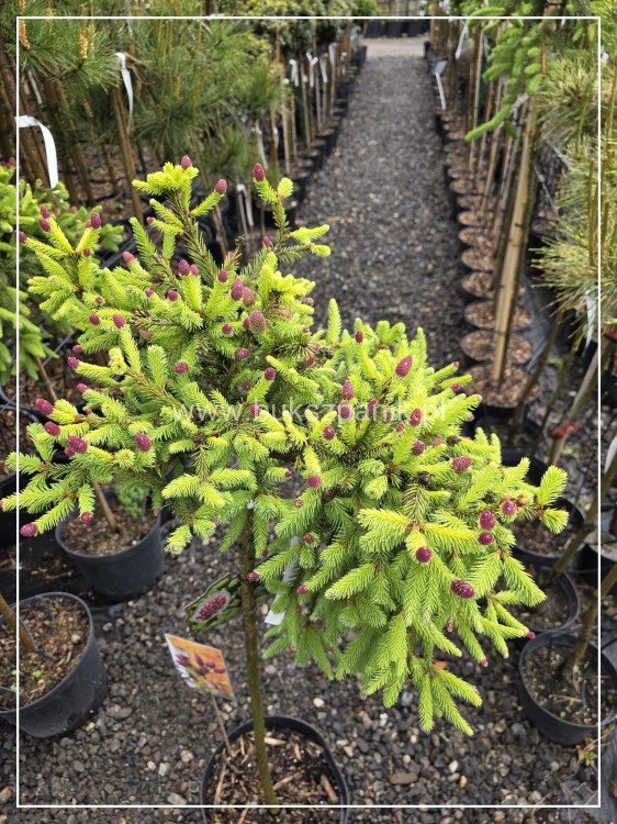 Świerk pospolity PUSCH - Picea abies PA80-95cm, C5l, C75l