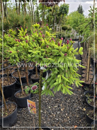 Świerk pospolity PUSCH - Picea abies PA80-95cm, C5l, C75l