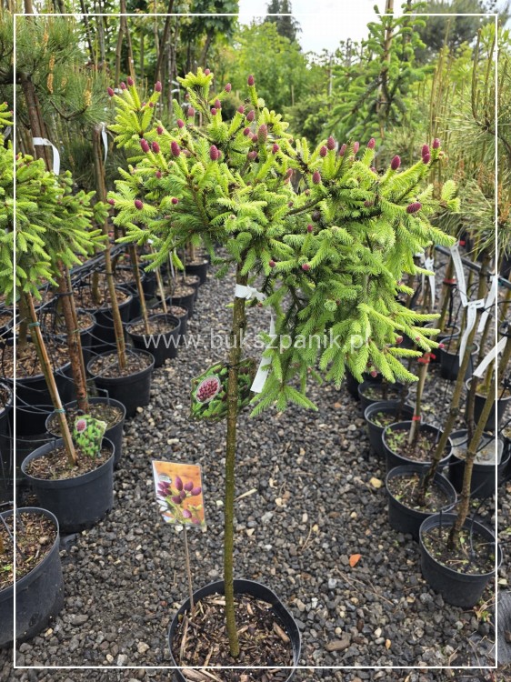 Świerk pospolity PUSCH - Picea abies PA80-95cm, C5l, C75l