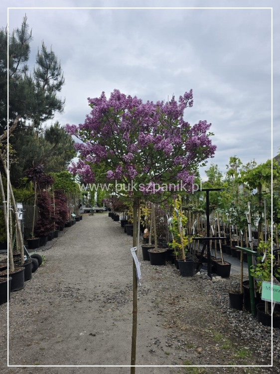 Lilak Meyera Palibin - Syringa meyeri na pniu PA100-120