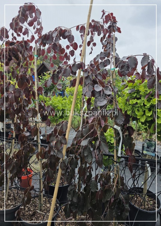 Buk pospolity PURPLE FOUNTAIN- Fagus sylvatica, c35l ob: 6-8cm, h: 250 cm