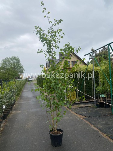 Brzoza pożyteczna Doorenbos - wielopienna 300-350cm