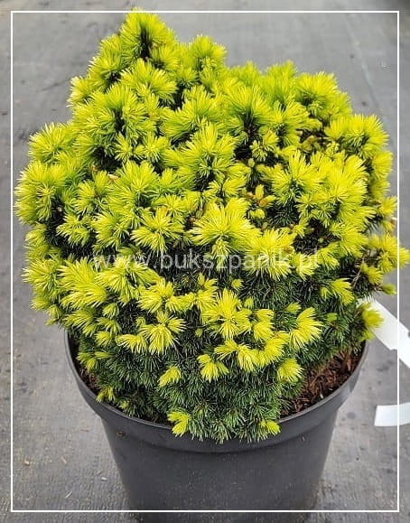 Świerk biały DENDROFARMA GOLD- Picea glauca C2, 15-20cm