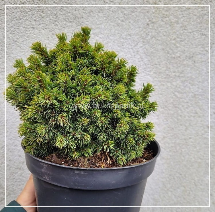 Świerk biały DENDROFARMA GOLD- Picea glauca C2, 15-20cm