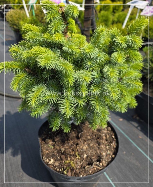 Świerk sitkajski Midget C5, 15-20- Picea sitchensis