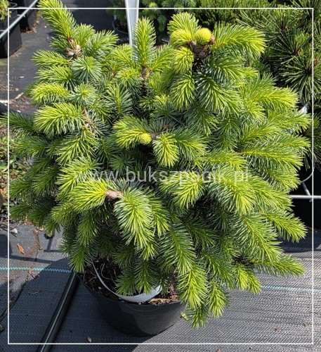 Świerk sitkajski Midget C5, 15-20- Picea sitchensis