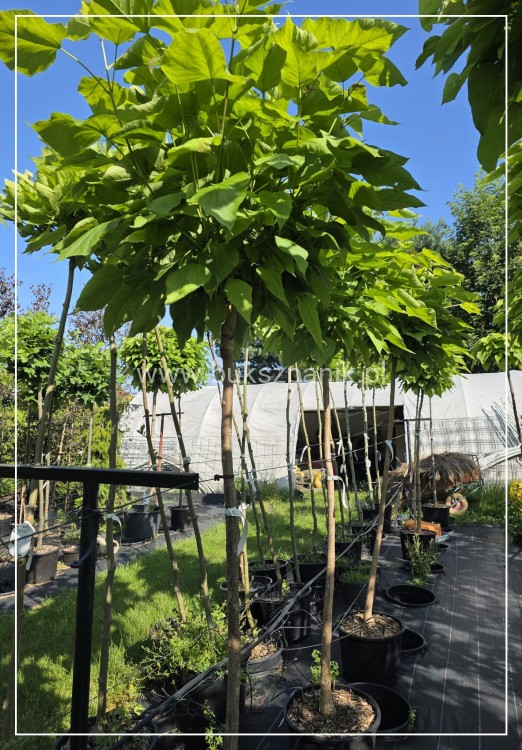 Catalpa Nana- Katalpa Nana kuliste drzewo ob. 10-12 cm Pa 170 cm