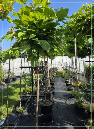 Catalpa Nana- Katalpa Nana kuliste drzewo ob. 10-12 cm Pa 170 cm