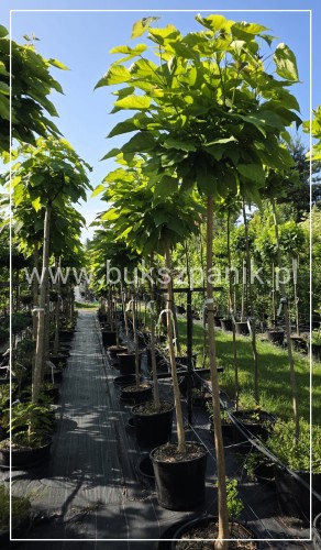 Catalpa Nana