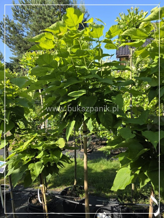 Catalpa Nana