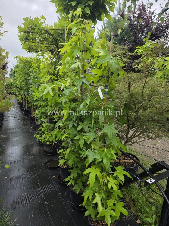 AMBROWIEC AMERYKAŃSKI Slender Silhouette'- Liquidambar styraciflua