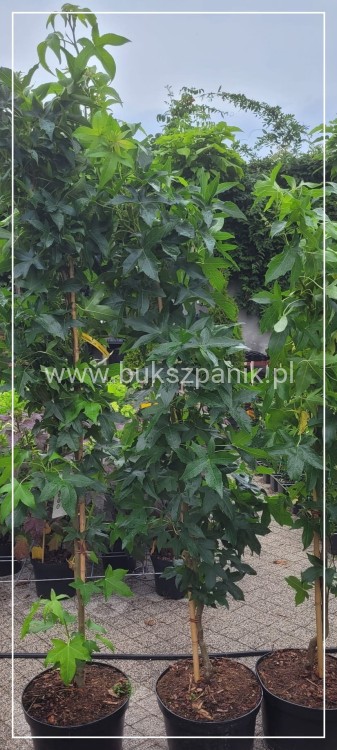 AMBROWIEC AMERYKAŃSKI Slender Silhouette'- Liquidambar styraciflua