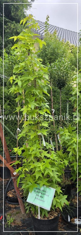 AMBROWIEC AMERYKAŃSKI Slender Silhouette'- Liquidambar styraciflua